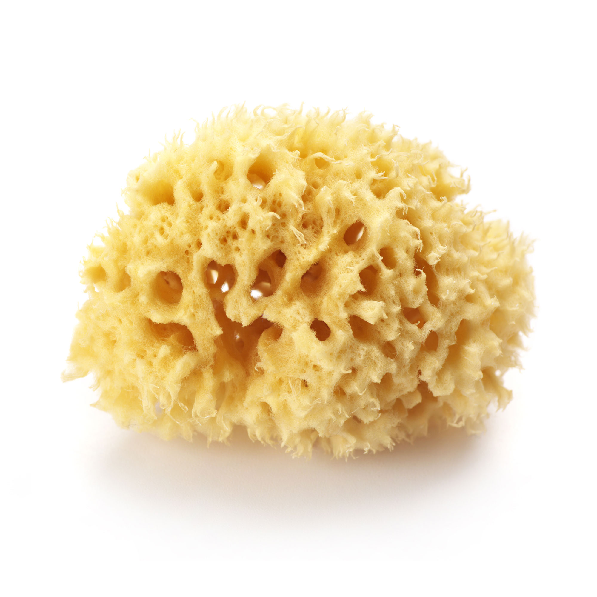 Naturschwamm